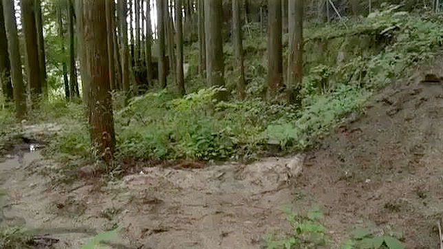 东京森林狂人向寂寞少女索取代价