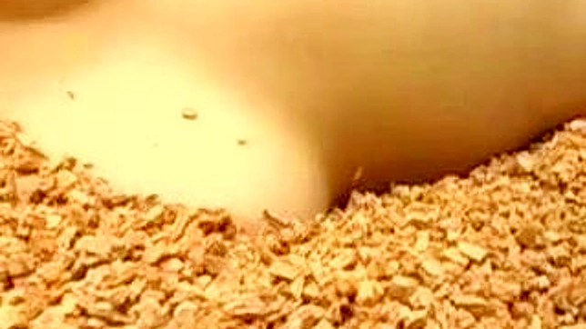 用我们的亚洲色情视频收藏滋养你的欲望吧