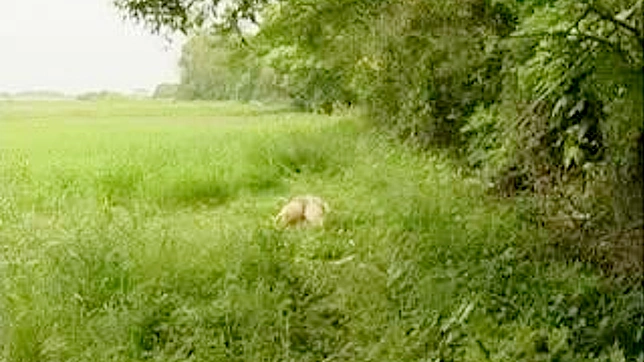 户外强暴幻想：日本成人电影场景