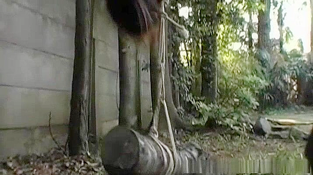 日式束缚色情片：亚洲美女倒吊捆绑并口交