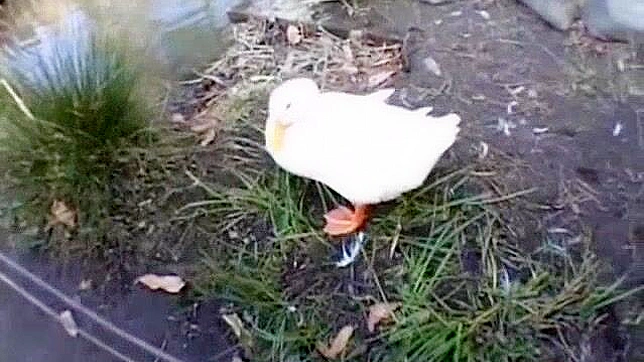 火辣日本妹子Haru Sakuraba在异域风情的JAV个人秀视频中