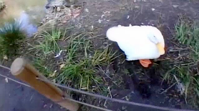 火辣日本妹子Haru Sakuraba在异域风情的JAV个人秀视频中