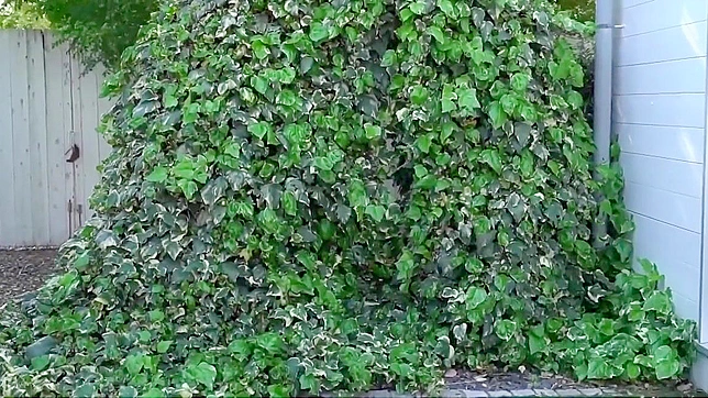 性感迷人的Matsuri4~在东京Kinuyagiwa祭典中丰满迷人